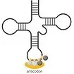 cytokinin-group-2019_105x105.webp