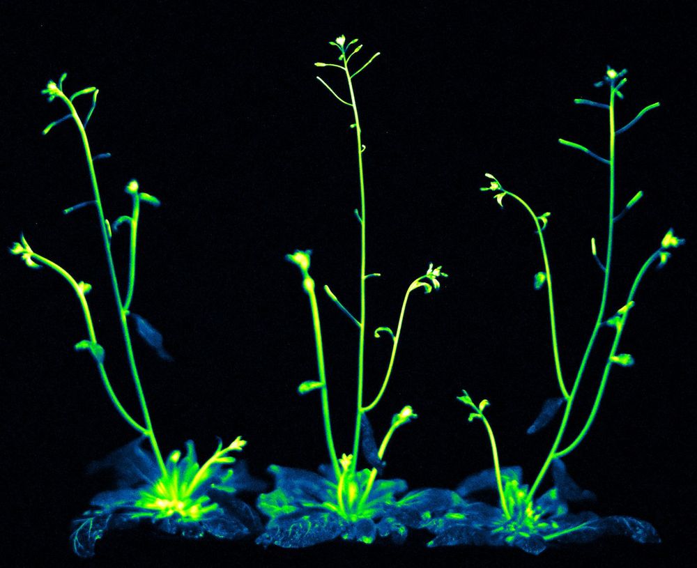 3 Bioluminescent plants in soil_res.jpg