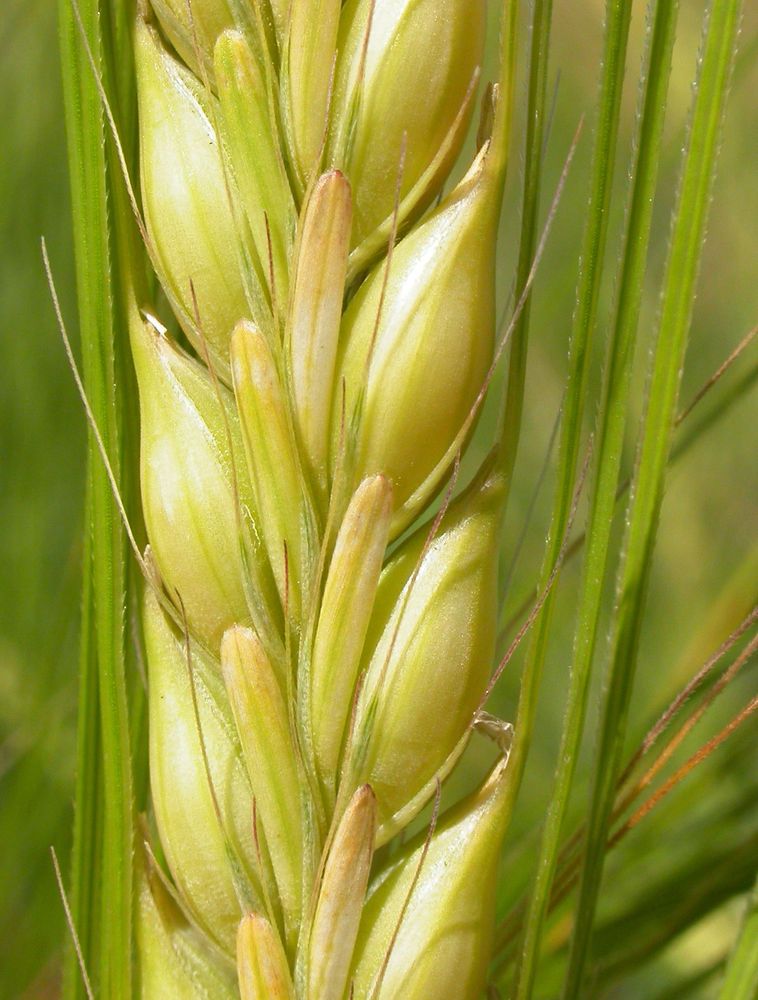 Horedum_vulgare_(3819803128) edit2.jpg
