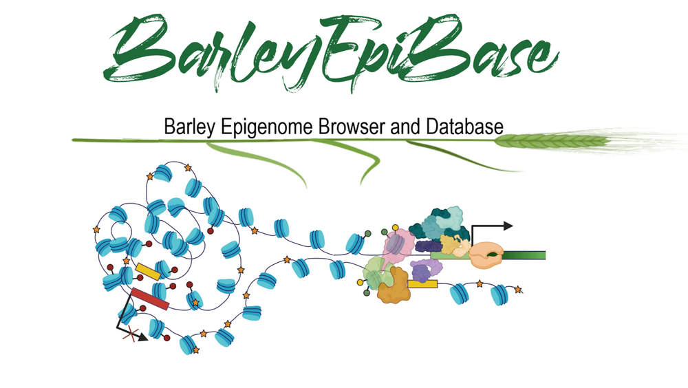 Obrázek BarleyEpiBase.png