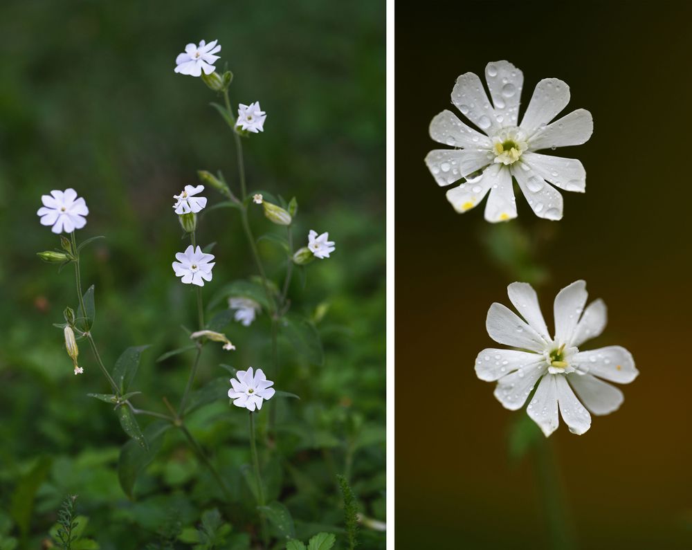 TZ silenka Obr2-Obr3.jpg