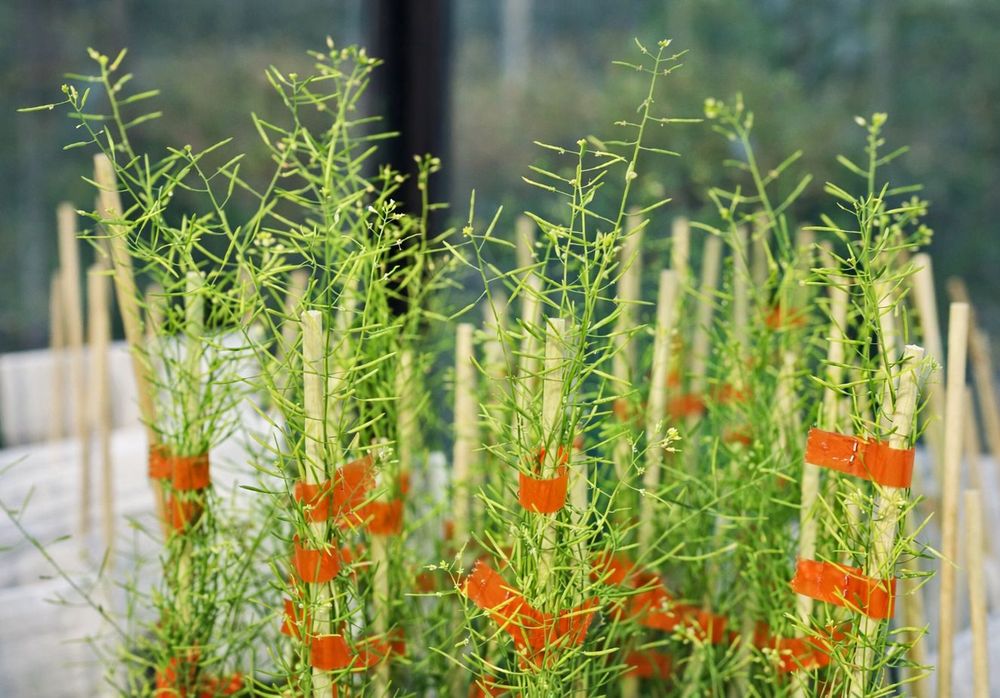 huseníček rolní porost, edit.jpg