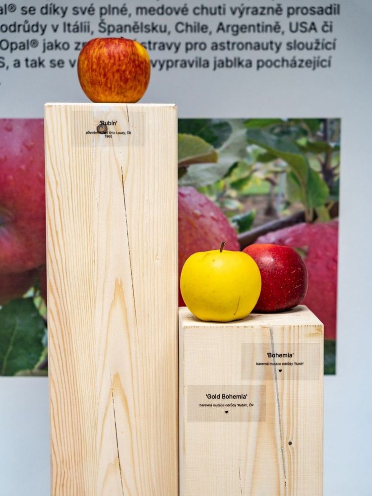 jablka_matej_kaina11.jpg