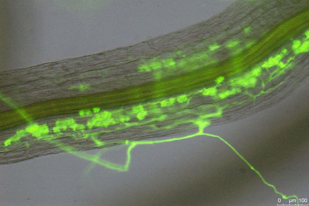 mycorrhiza_upr_1200_px.jpg