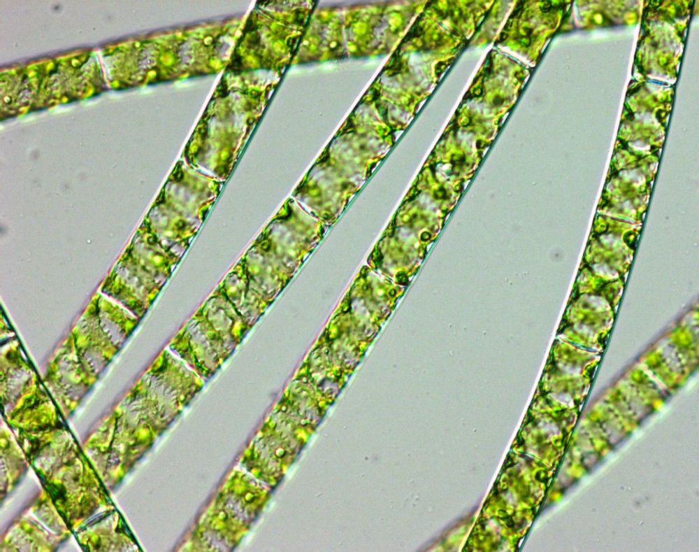 spirogyra_sroubatka.jpg