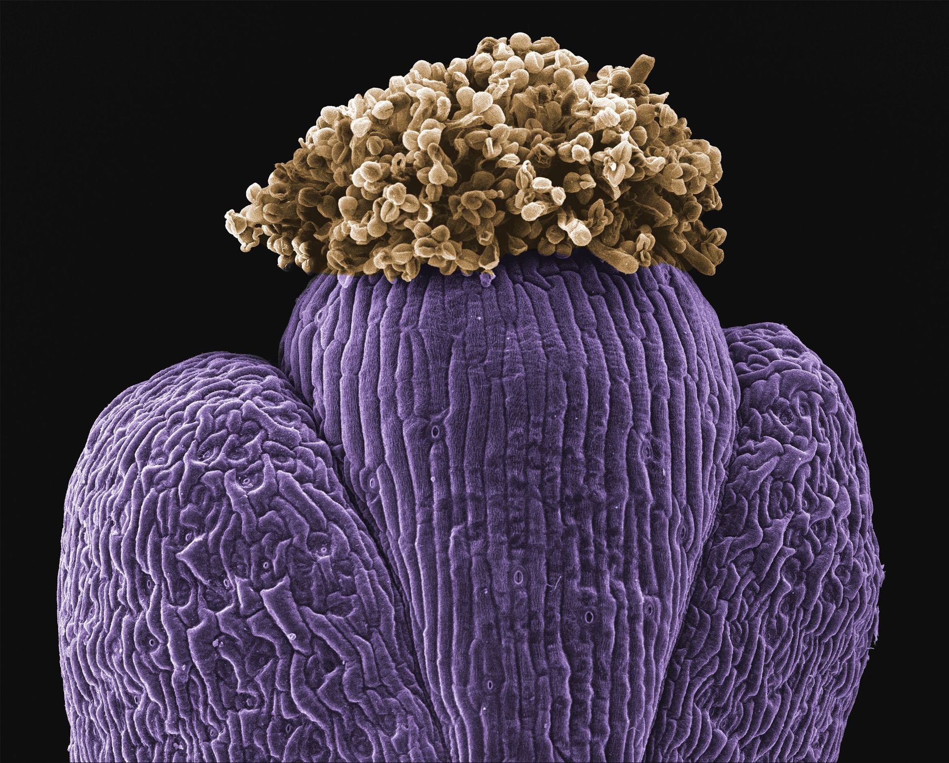 Curves beauty_colored.jpg