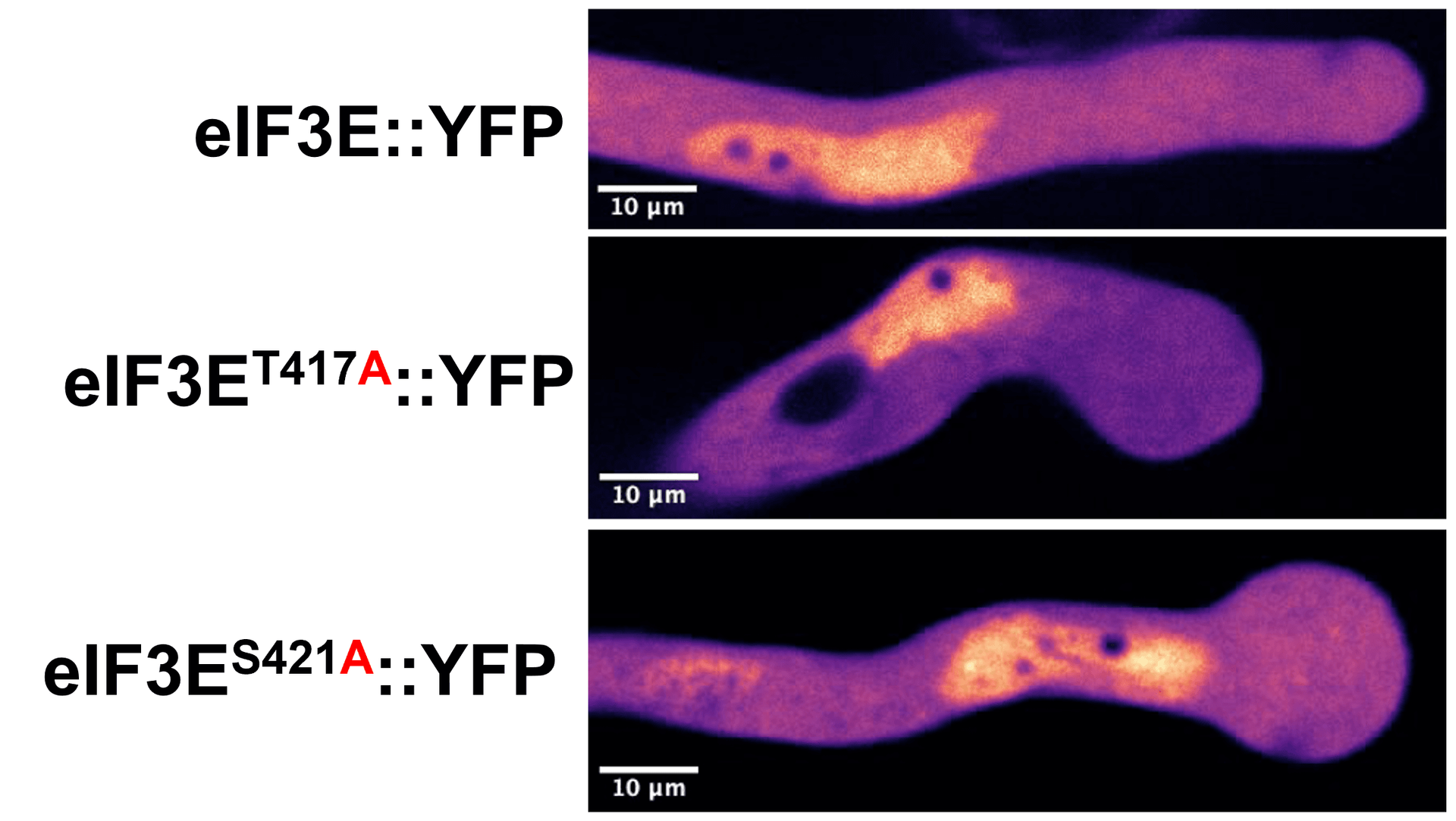 TZ láčky, Obrázek2.png