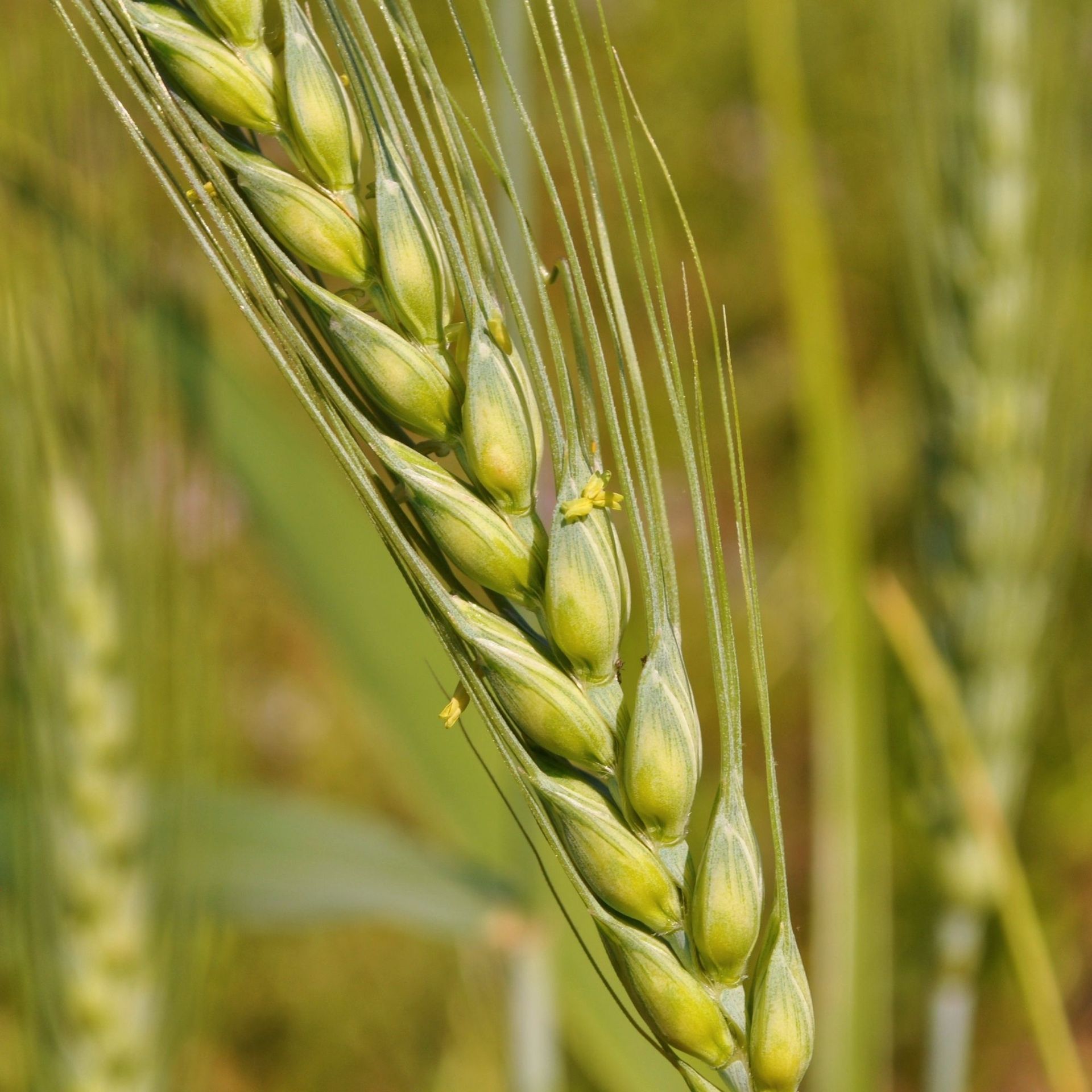 Triticum_aestivum,_Santa_Coloma_de_Farners edit.jpg